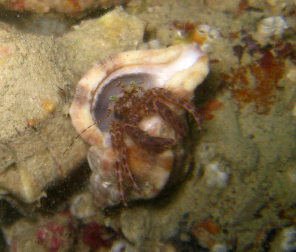 Alcuni crostacei dal Conero